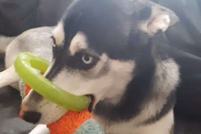 Chien husky Shasta Chien husky Shasta