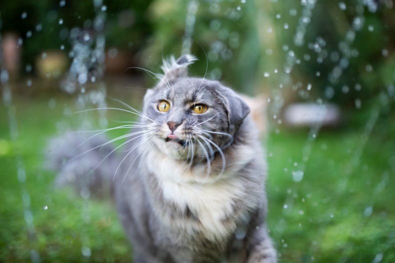 cat playing in the rain