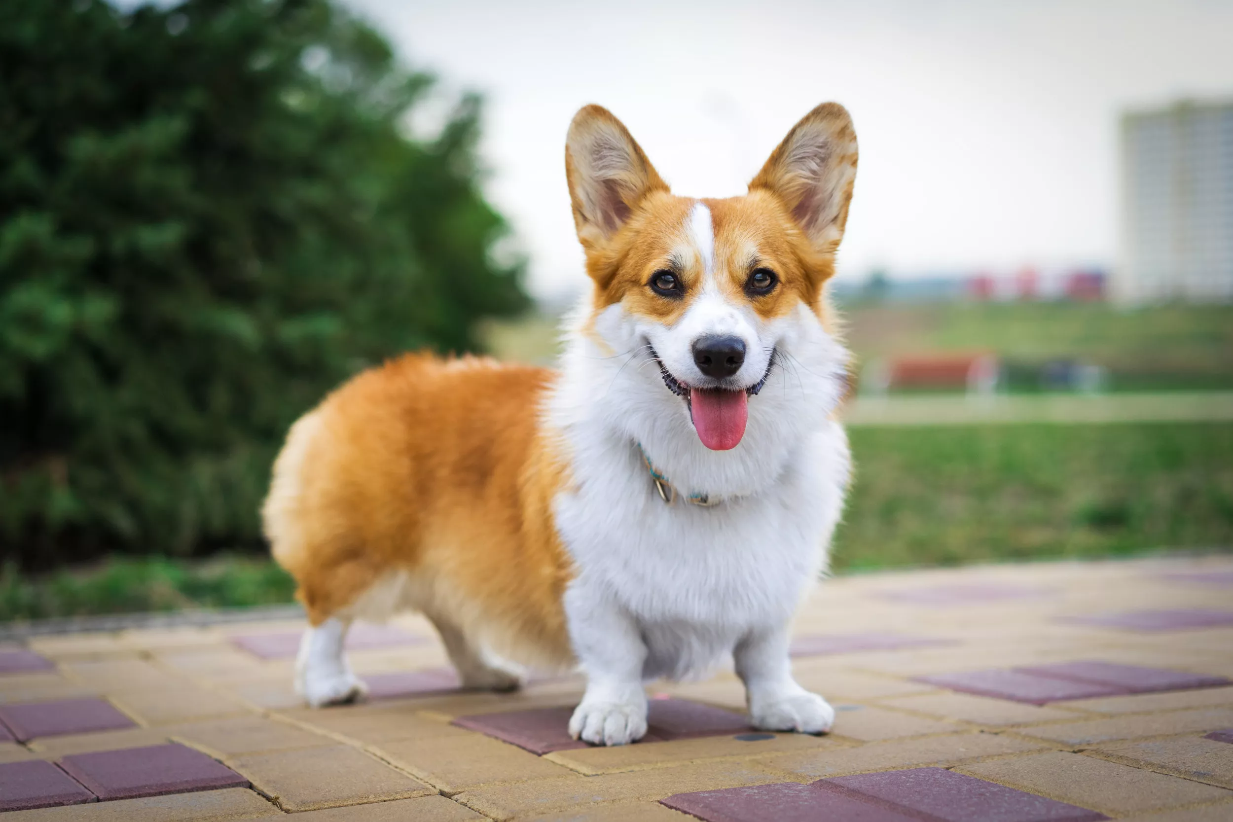 Corgi's Reaction to Owners' Pond Delights Internet: 'Has His Own Pets' - Vimarsana News