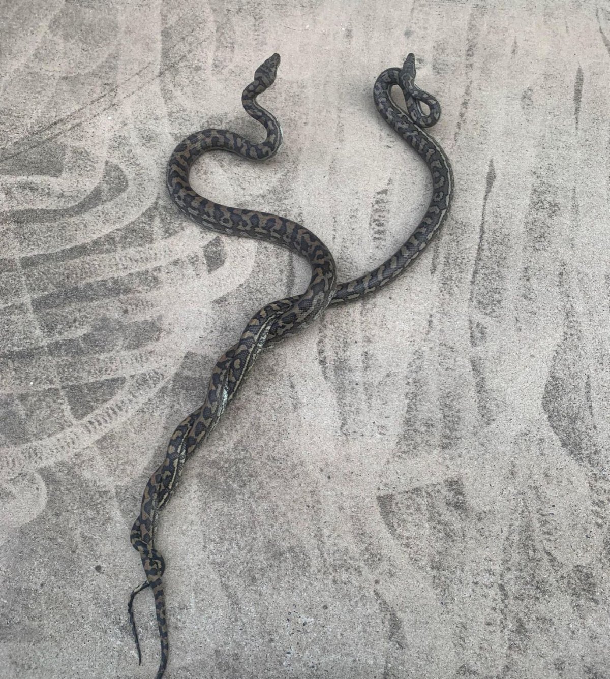 Watch Two Massive Male Carpet Pythons in Vicious Brawl - Newsweek