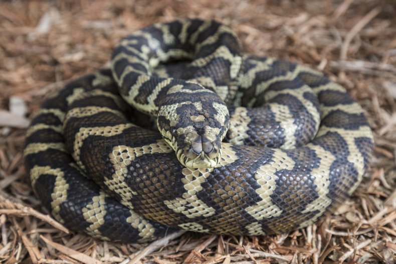 Watch Two Massive Male Carpet Pythons in Vicious Brawl
