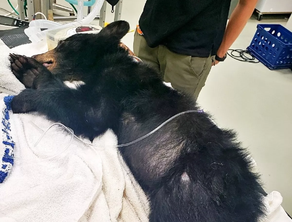 Brave Bear Cub That Was Hit by Car and Climbed Tree To Escape Saved - Vimarsana News