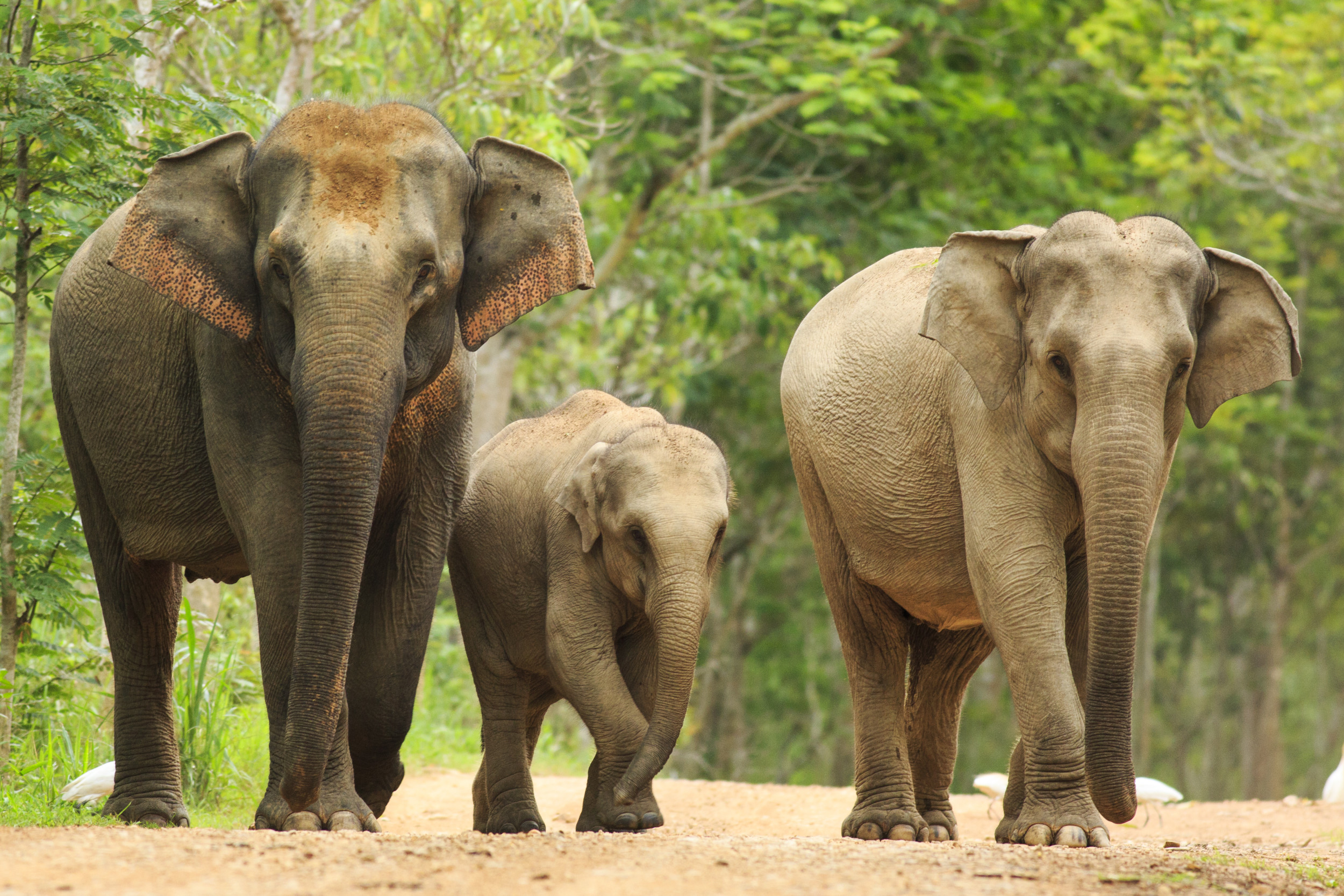 Внешний вид слонов. Африканский слон и индийский слон. Азиатский индийский слон. Африканский слон (самка). Индийский слон (Elephas Maximus).