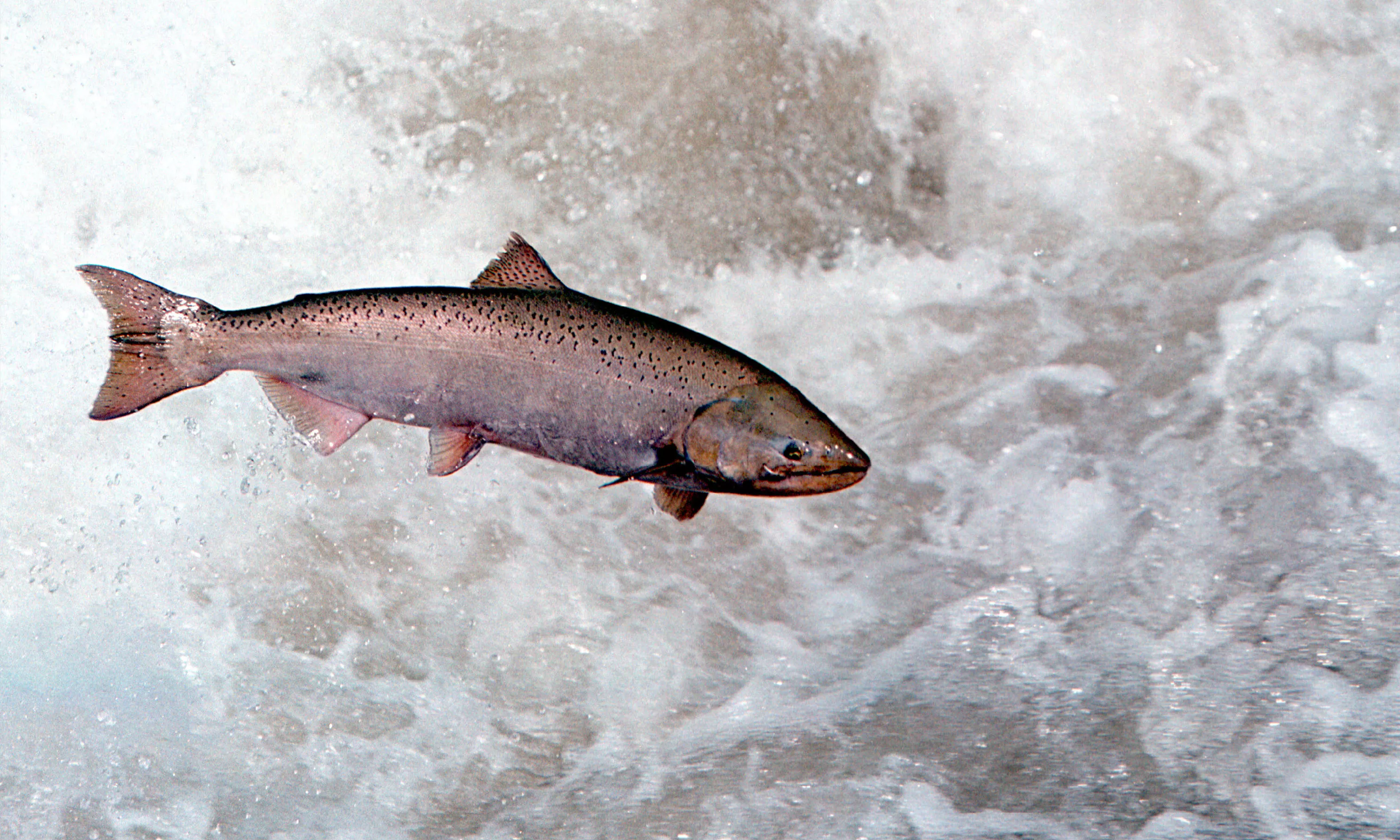 Washington's Salmon Memes Have the Internet Laughing: 'Lay Eggs and Die' - Vimarsana News