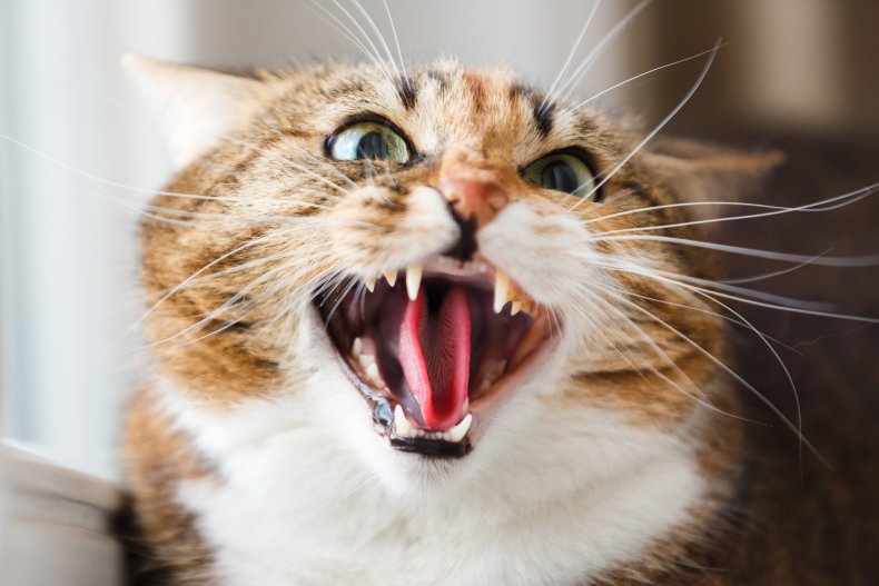 angry cat meowing