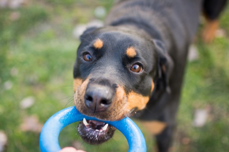 Rottweiler playing with toys