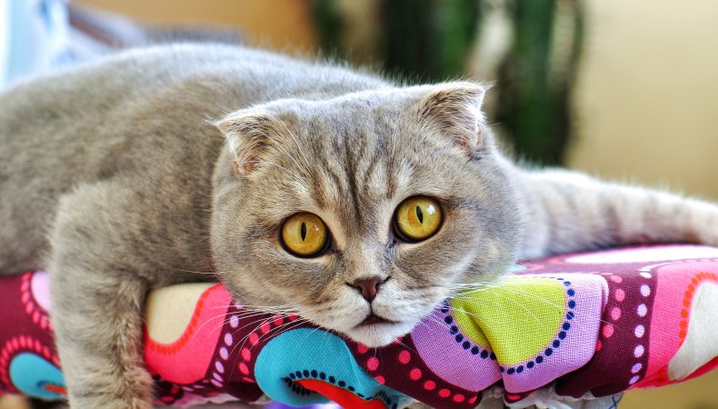 Scottish fold cat