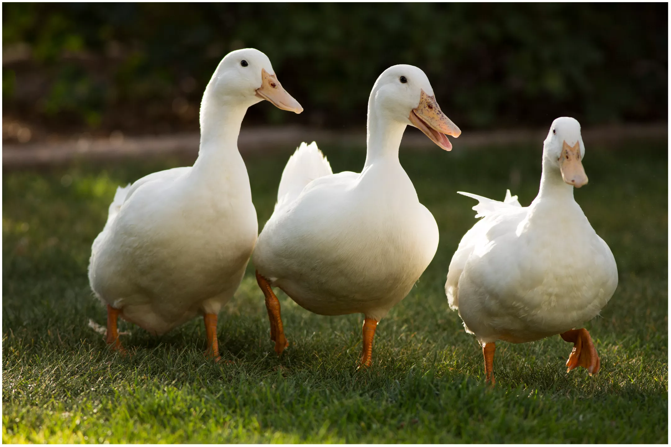 Horde of Marching Ducks Surrounds Car and Blocks Traffic, Baffling Internet - Vimarsana News