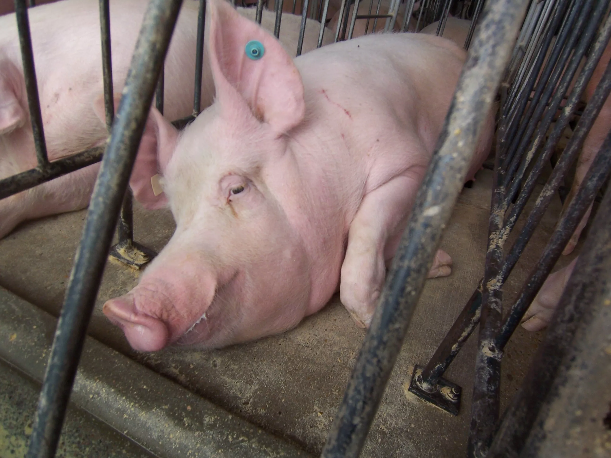 California Pigs to Have Their Day in Supreme Court - Vimarsana News