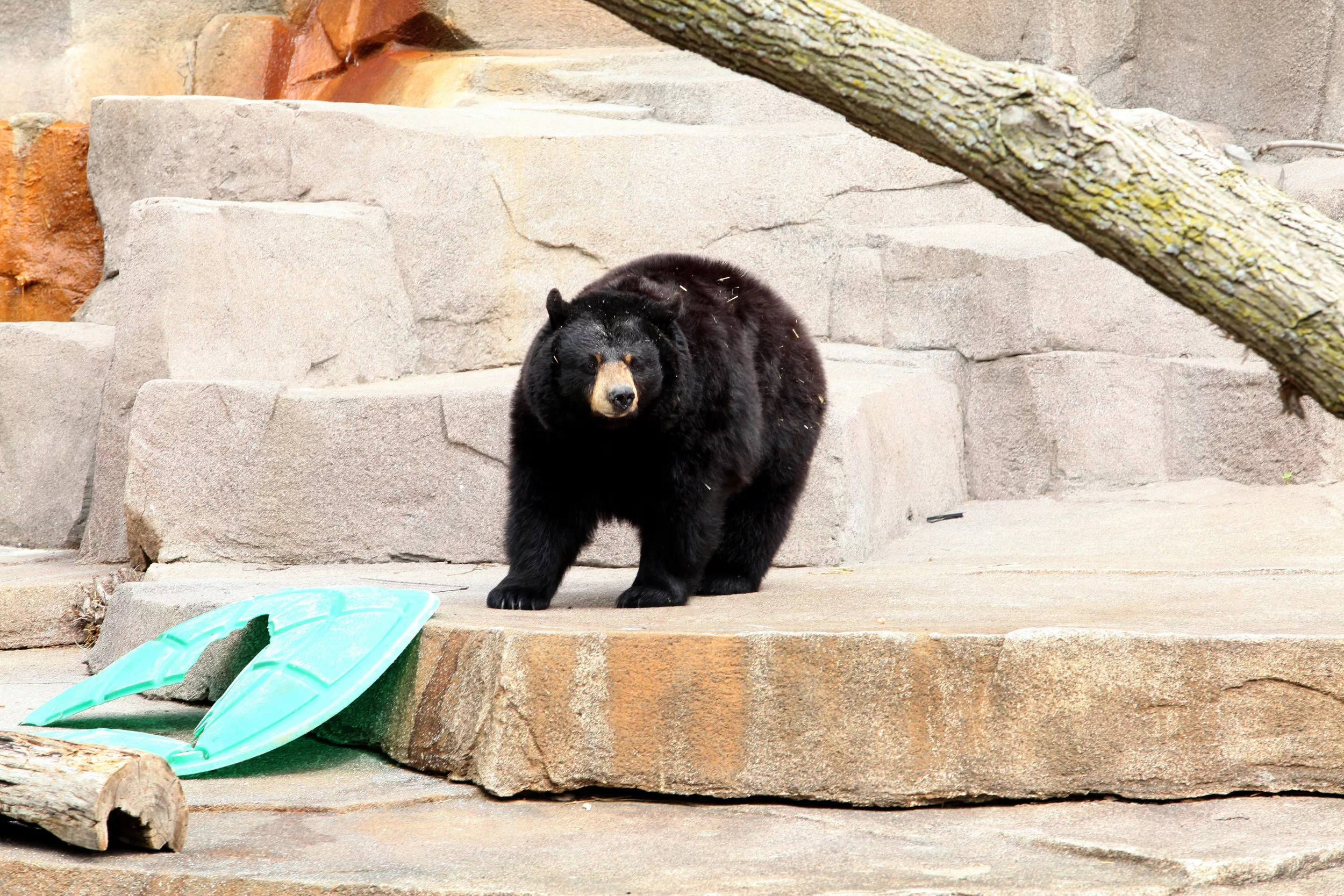 Photos Show Large Bear 'Hanging' Outside Doors in Montana Apartment Hallway - Vimarsana News