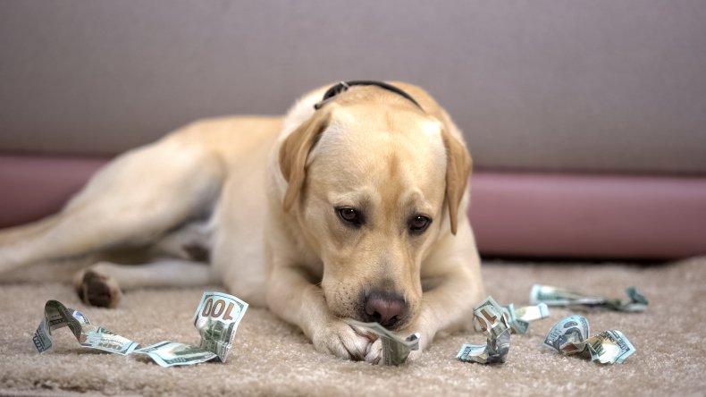 labrador destroy money tiktok video viral dog 