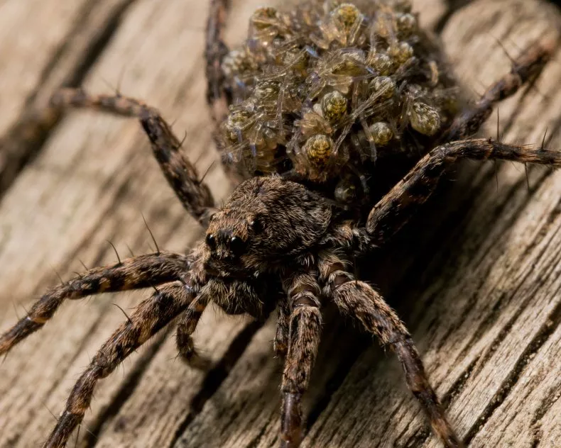 Giant Hairy Wolf Spider Mom Spotted Carrying Babies on Back: ‘Horrifying’ Giant Hairy Wolf Spider Mom Spotted Carrying Babies on Back: ‘Horrifying’