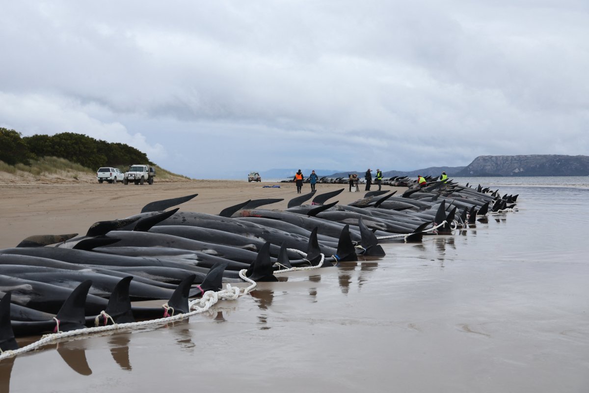 Pilot whales strand on Australia beach 