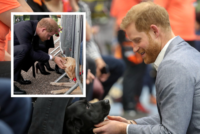 Prince Harry "Emotional Support" Dogs