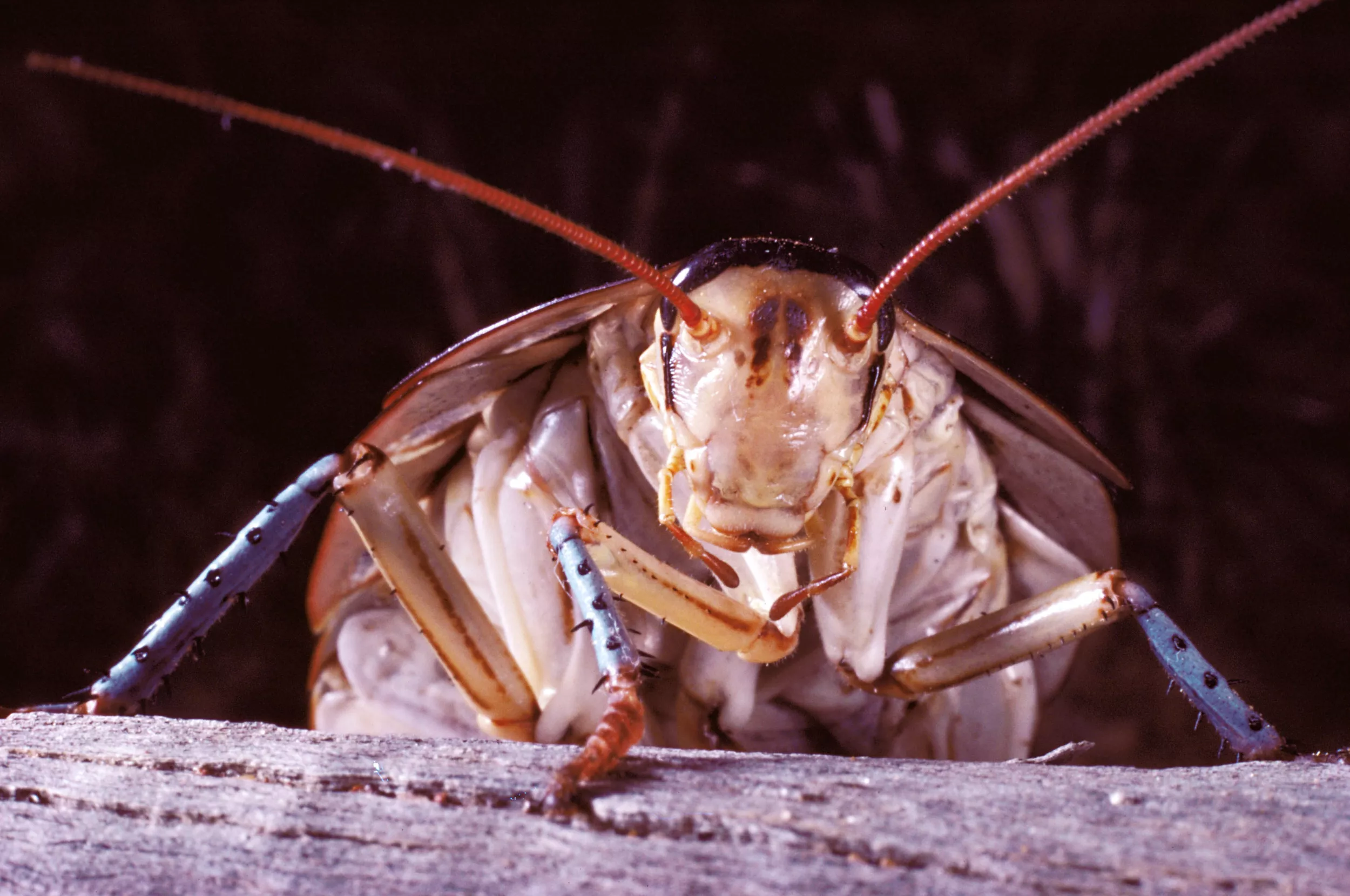 Not Even Cockroaches Would Survive Nuclear War: 'Urban Myth' - Vimarsana News