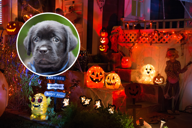 Dog looks scared of Halloween decorations