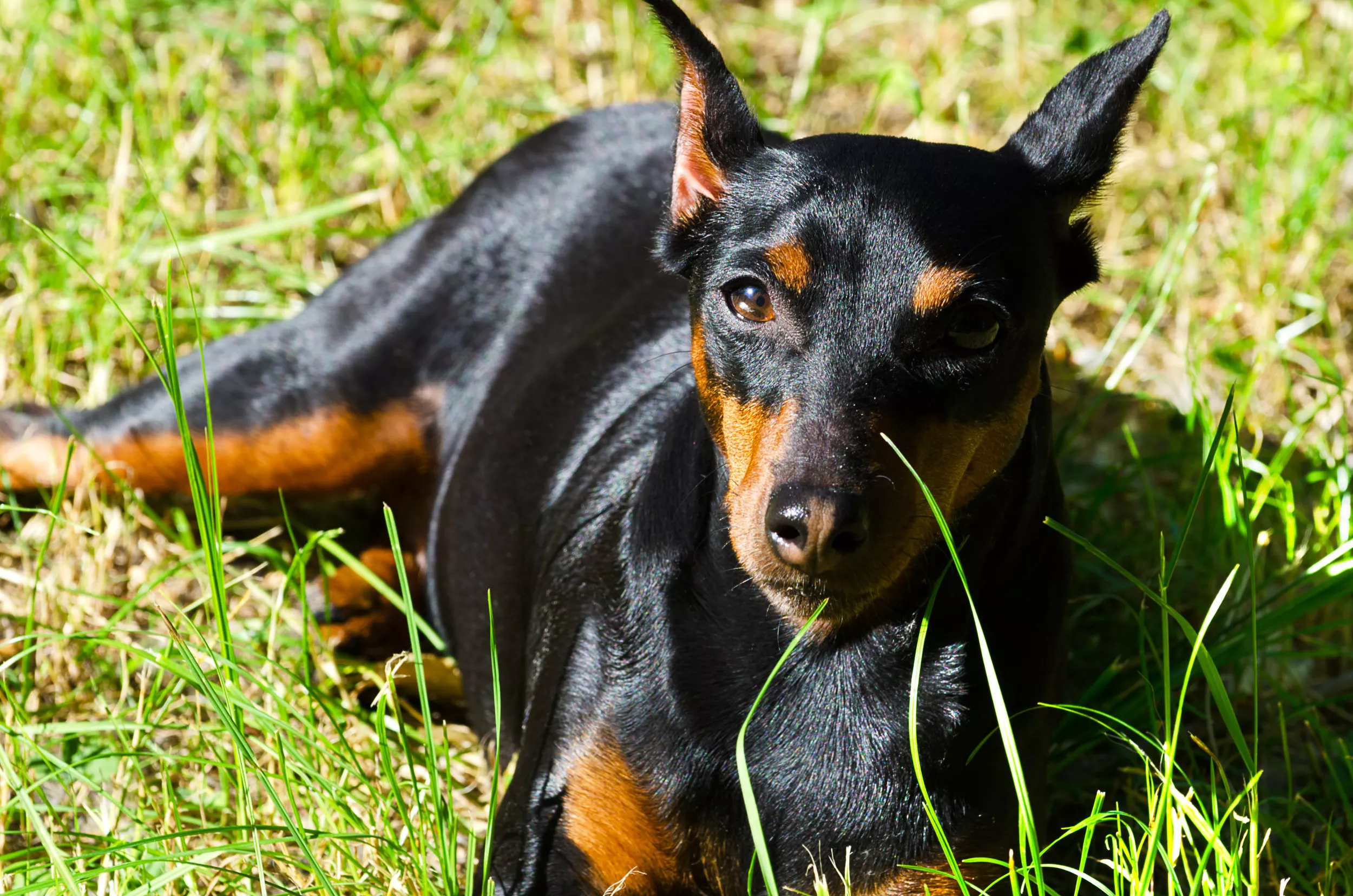 Blind Doberman Trusting Owner as She Jumps Into Pool Melts Hearts - Vimarsana News