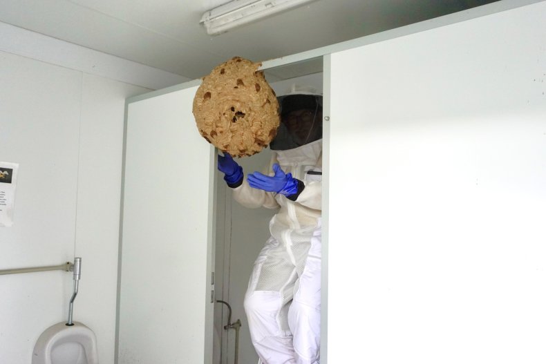 Hornet nest in a toilet