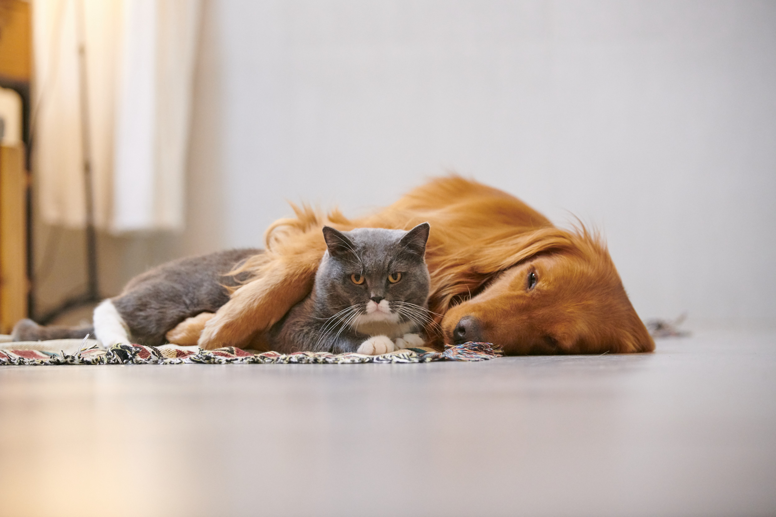 Dog and Cat Siblings Leave the Internet in Stitches With Their Love - Newsweek