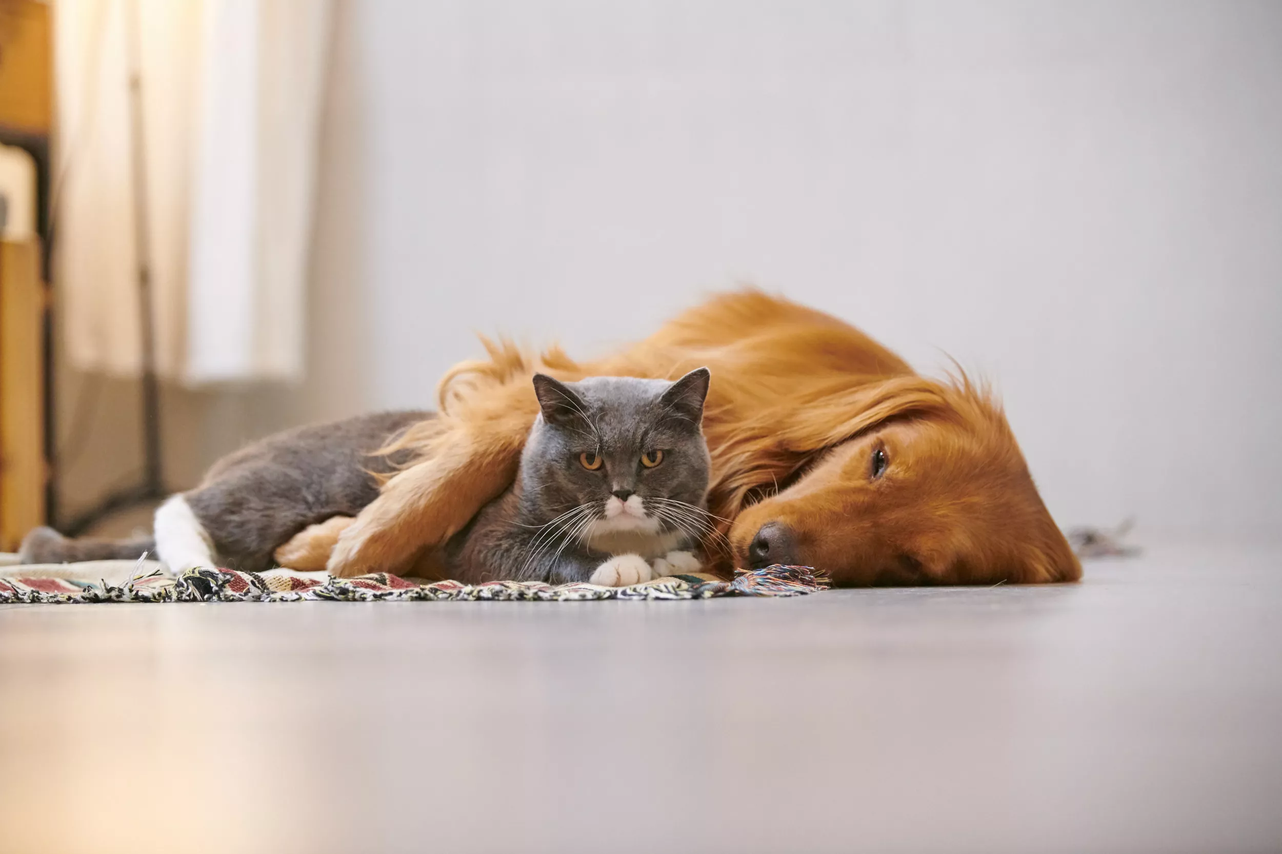 Dog and Cat Siblings Leave the Internet in Stitches With Their Love - Vimarsana News