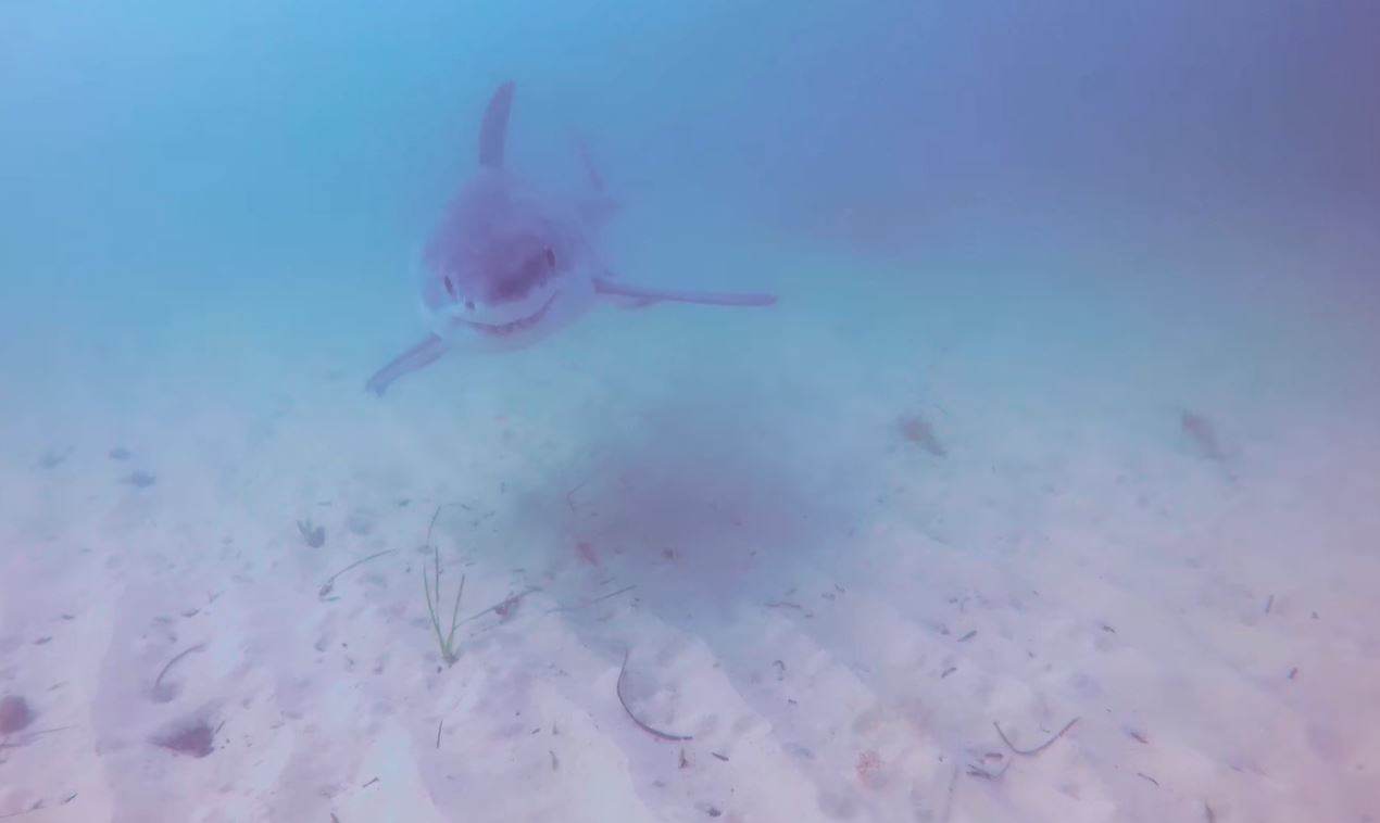 Man Discovers Great White Shark Was Circling Beneath Him While Kayaking