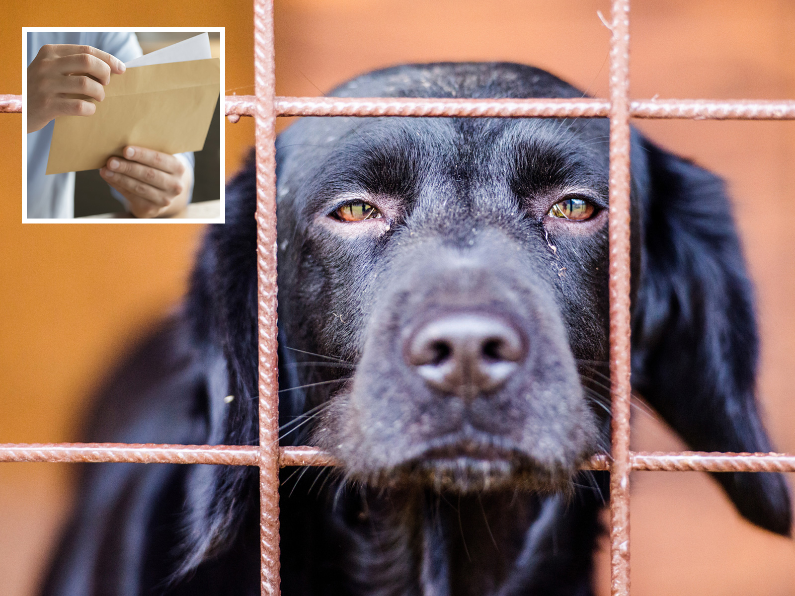 Pregnant Dog Dumped Outside Vets With Note From Owner We Cannot Keep Newsweek