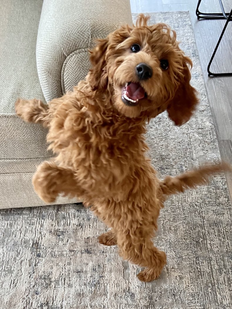 Goldendoodle standing on hind legs