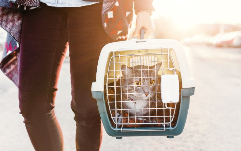 Cat Traveling in Carrier