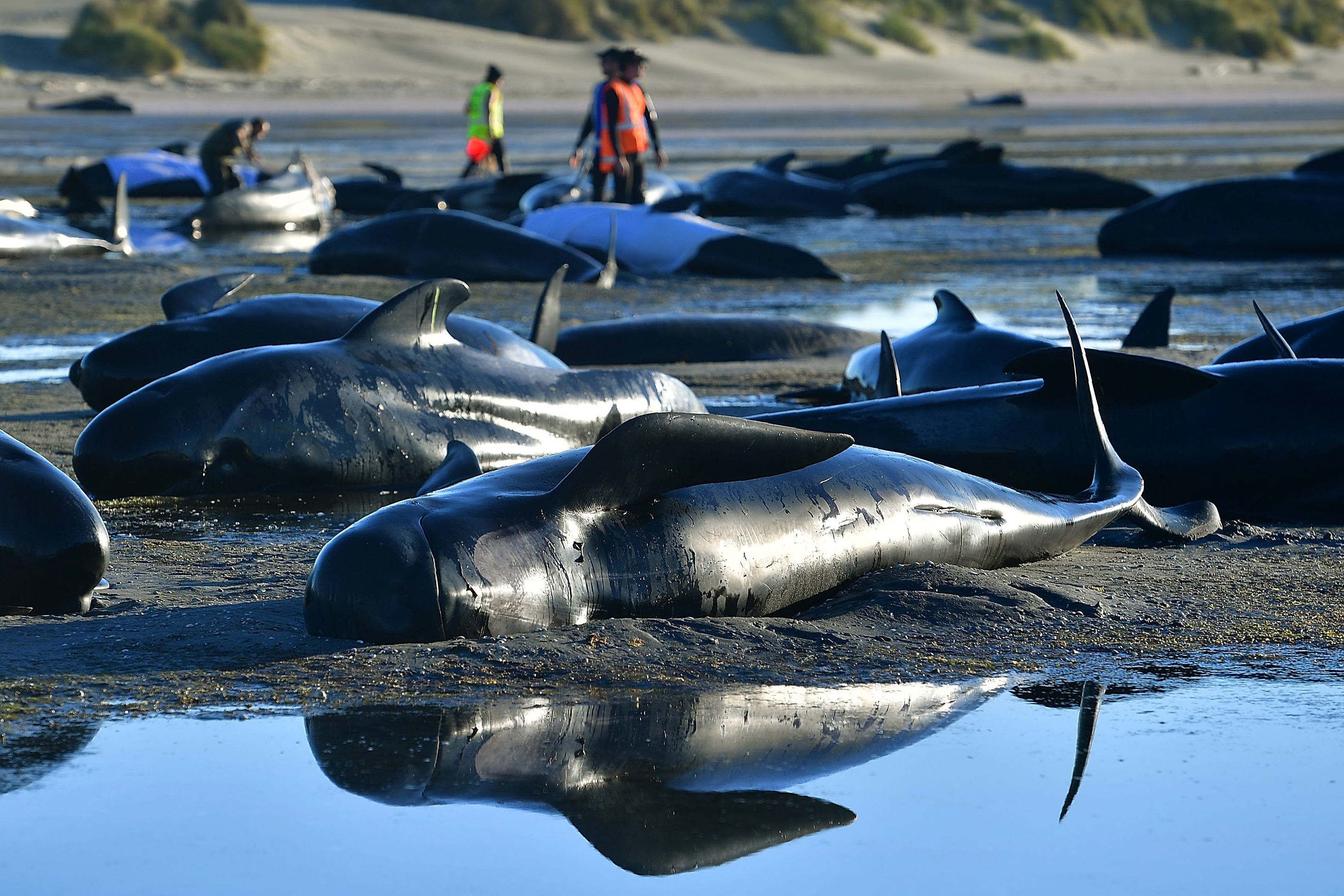 477 pilot whales die, beached on remote New Zealand beaches