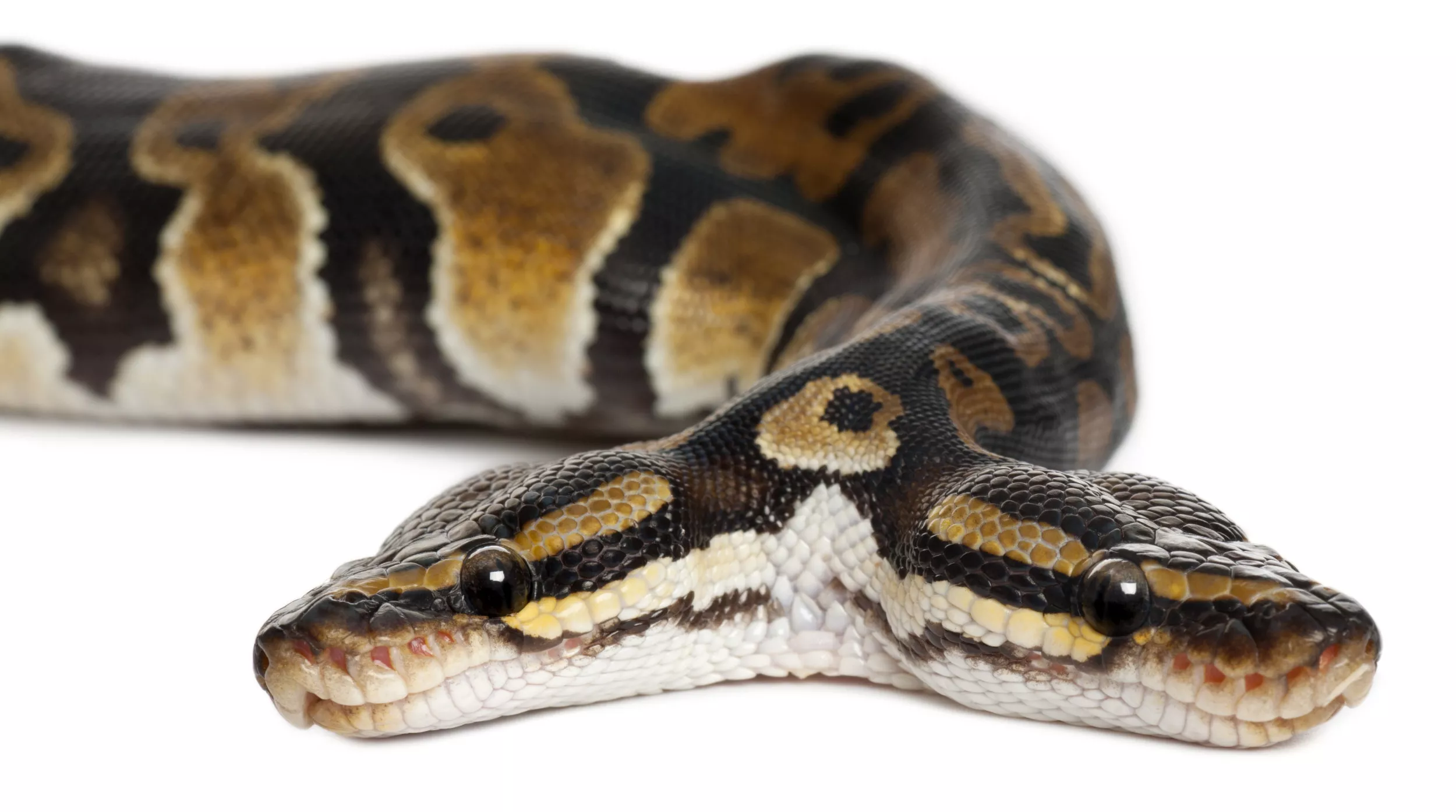 Meet the Two-Headed Snake With Two Different Personalities - Vimarsana News