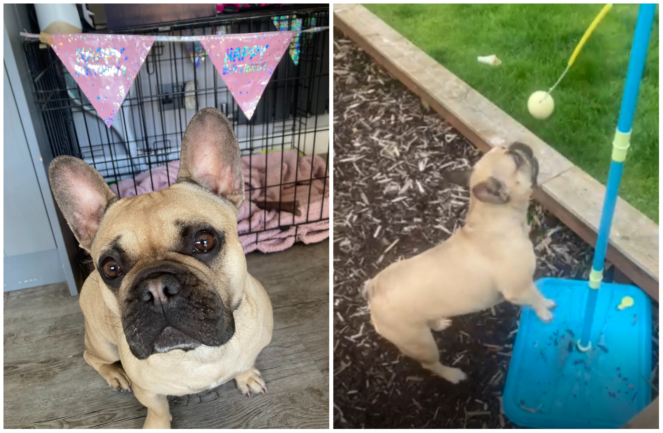 French Bulldog Teaches Herself to Play Swingball