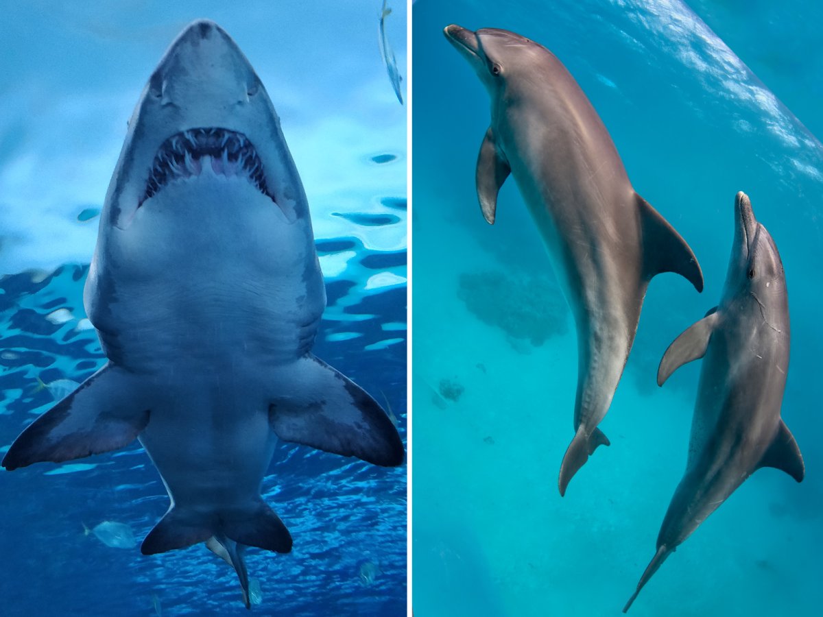 Composite Sharks and Dolphins Swimming 