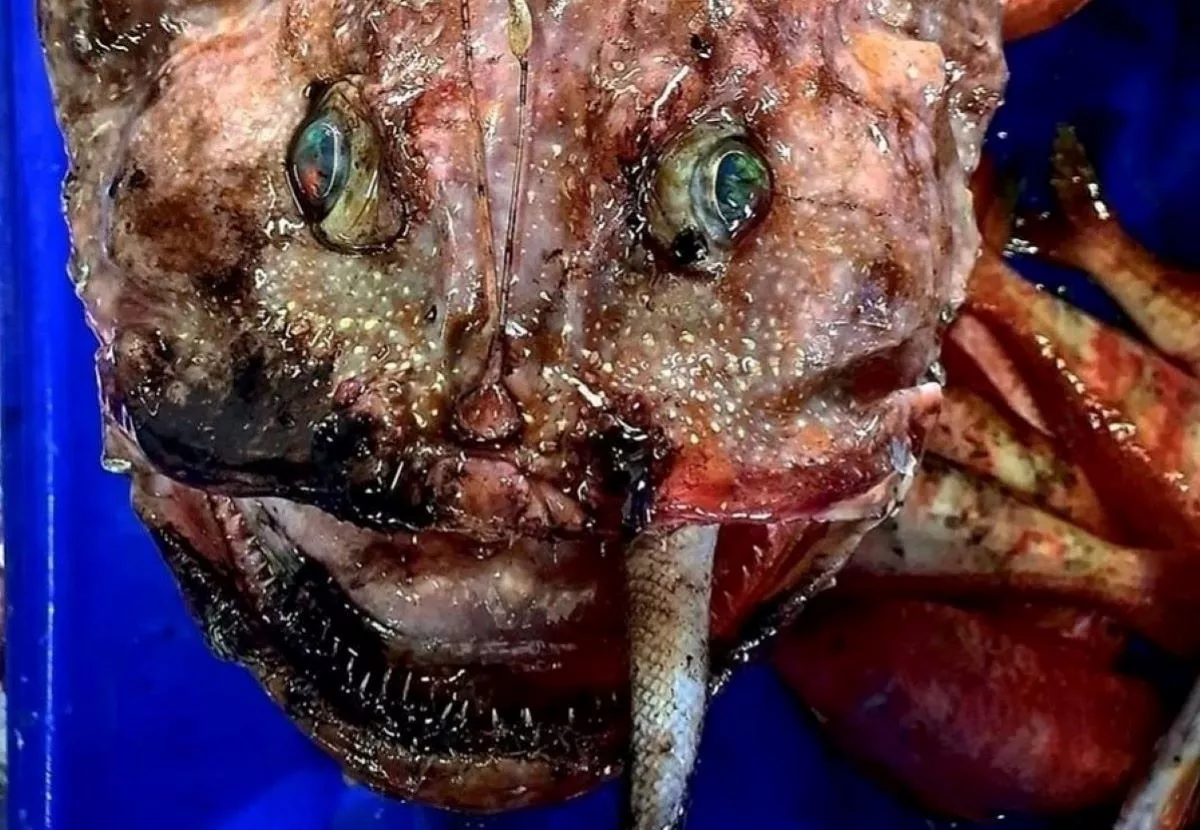Monster Monkfish Caught mid Meal From Ocean Depths - Vimarsana News