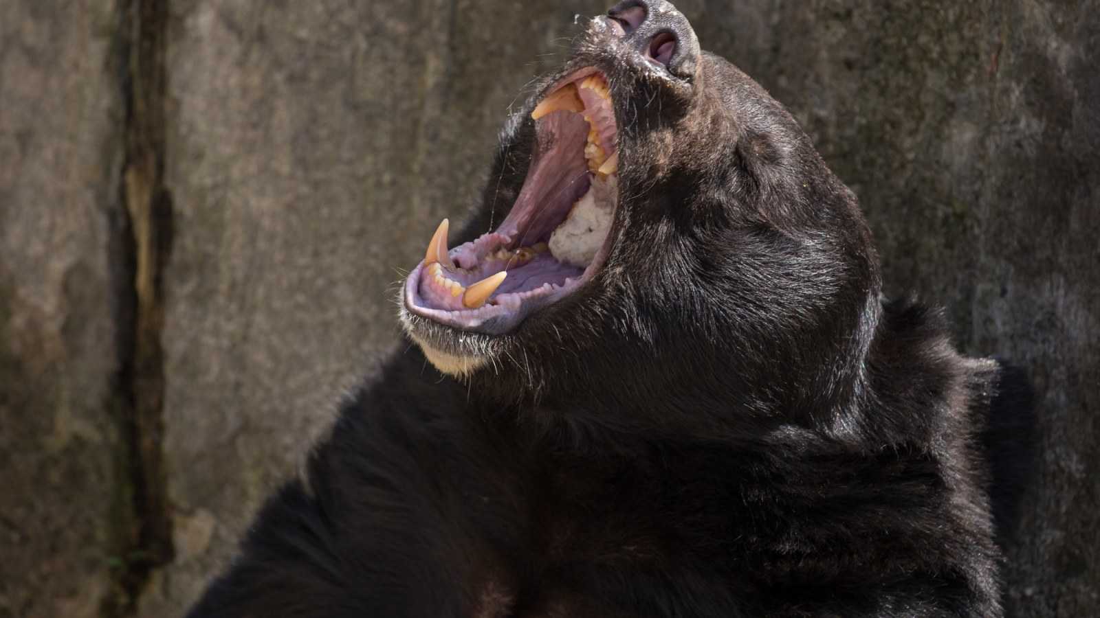 Chewed Her up Bad': Bear Hunted Down Woman in Rare Predatory Attack
