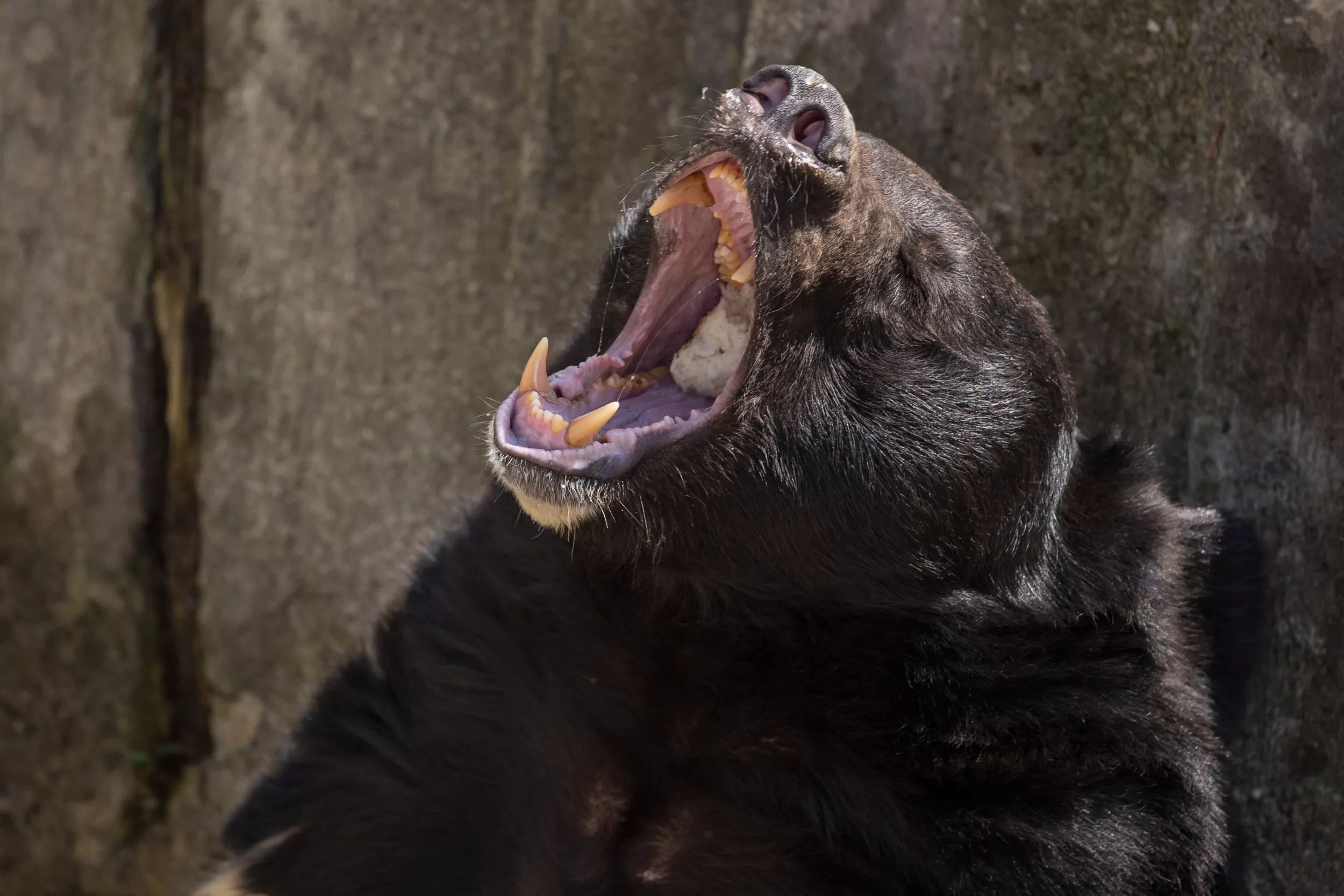 'Chewed Her up Bad': Bear Hunted Down Woman in Rare Predatory Attack - Vimarsana News
