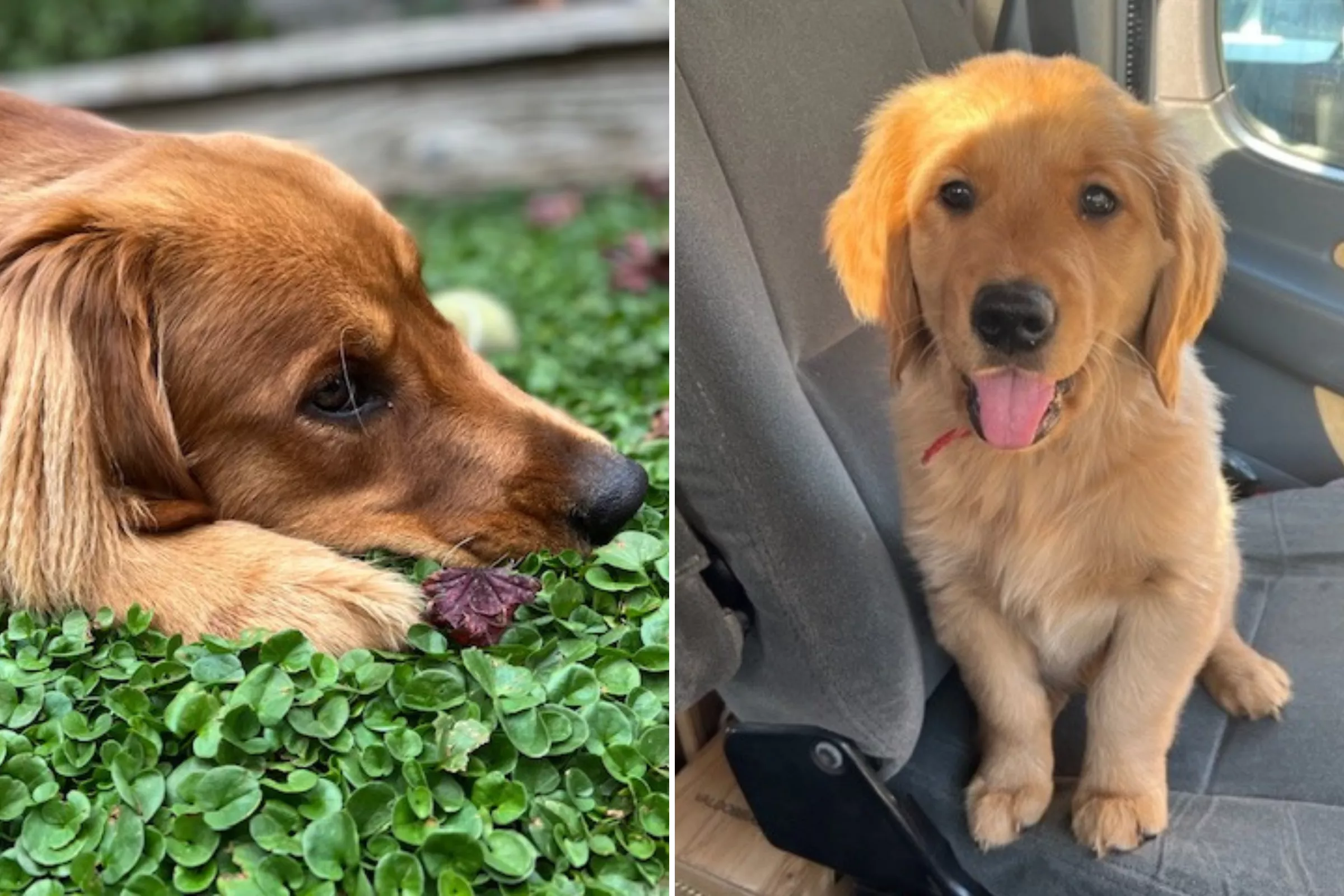 Golden Retriever Who Can Surf Wins Pet of the Week - Vimarsana News