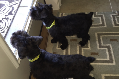 Miniature Schnauzers Biscuit and Rufus Miniature Schnauzers Biscuit and Rufus