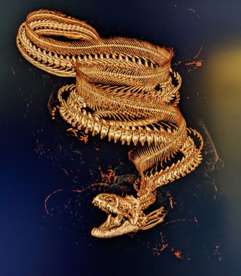 Eel CT scan