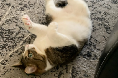 Boo Boo rescue cat Boo Boo rescue cat