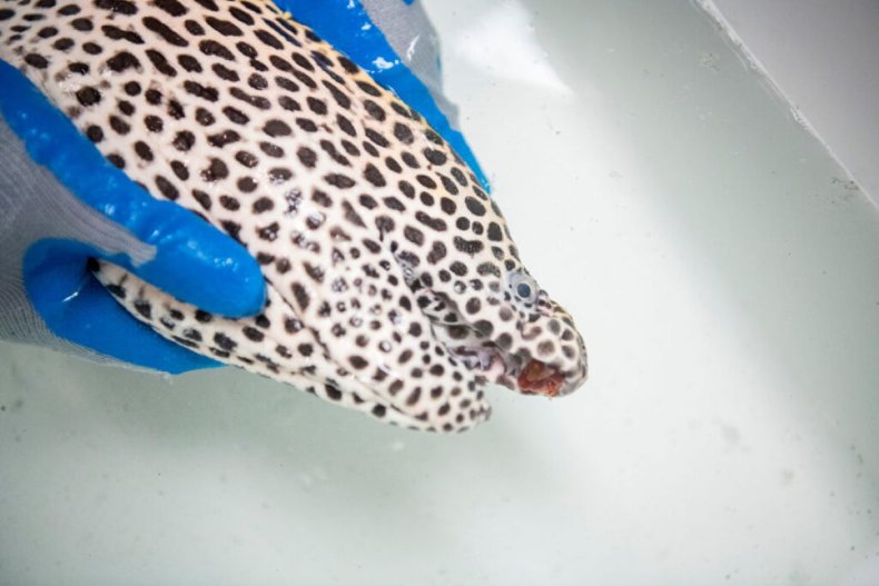 Growth on roof of leopard eel's mouth