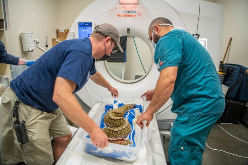 leopard eel being put in CT scanner