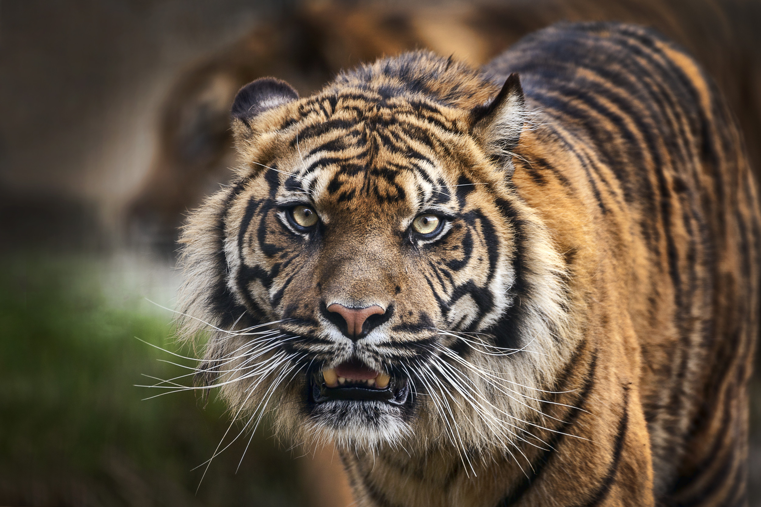 What Do Bengal Tigers Eat? - What Do Animals Eat - Ecology Center, bengal  tiger is found in 