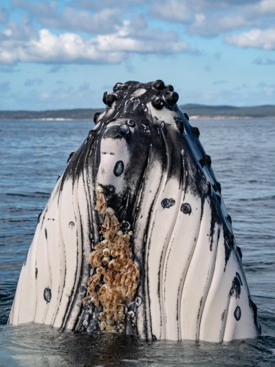 humpback whale and lice