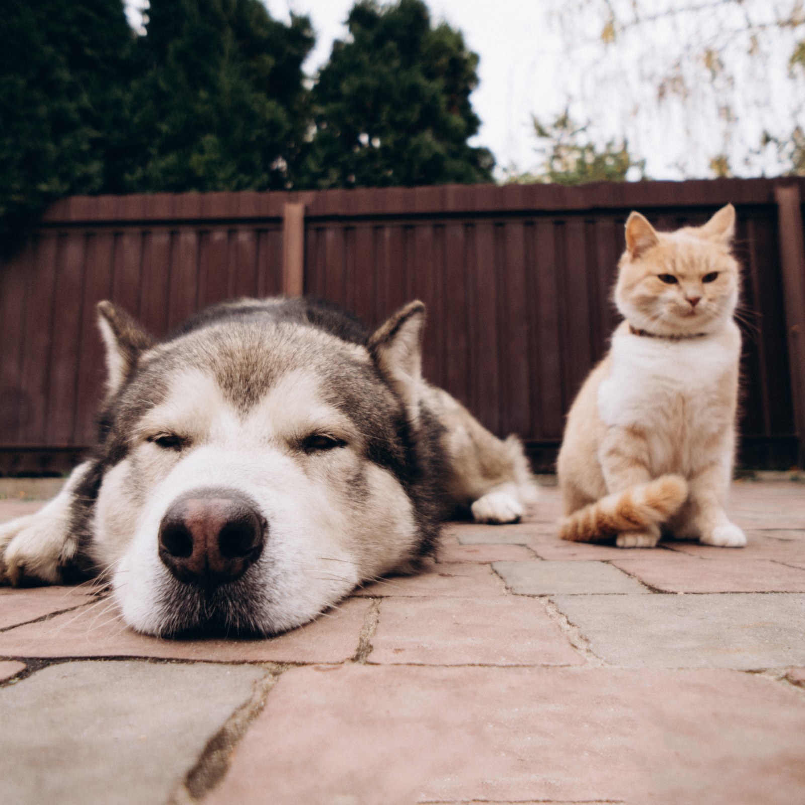 Husky Who 'Doesn't Understand' Why Cat Won't Play With Him Melts Hearts