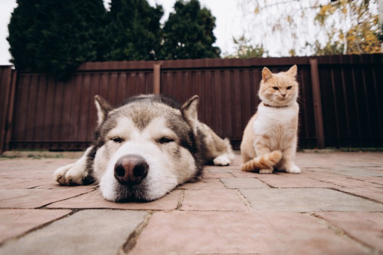 Husky dog and cat