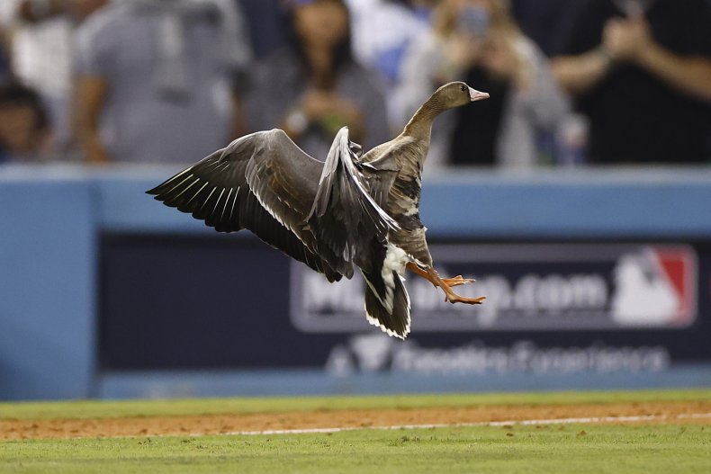 Dodgers goose