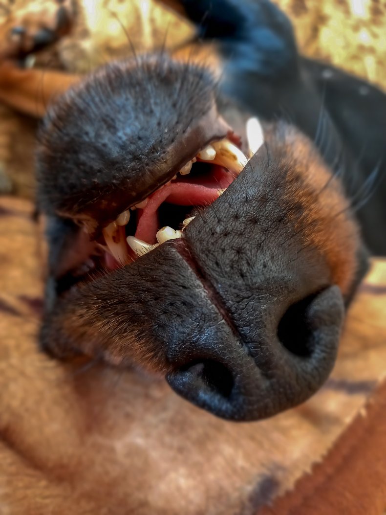 Dog sleeping with teeth on show