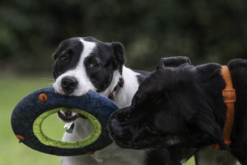 Two dogs playing with a frisbee