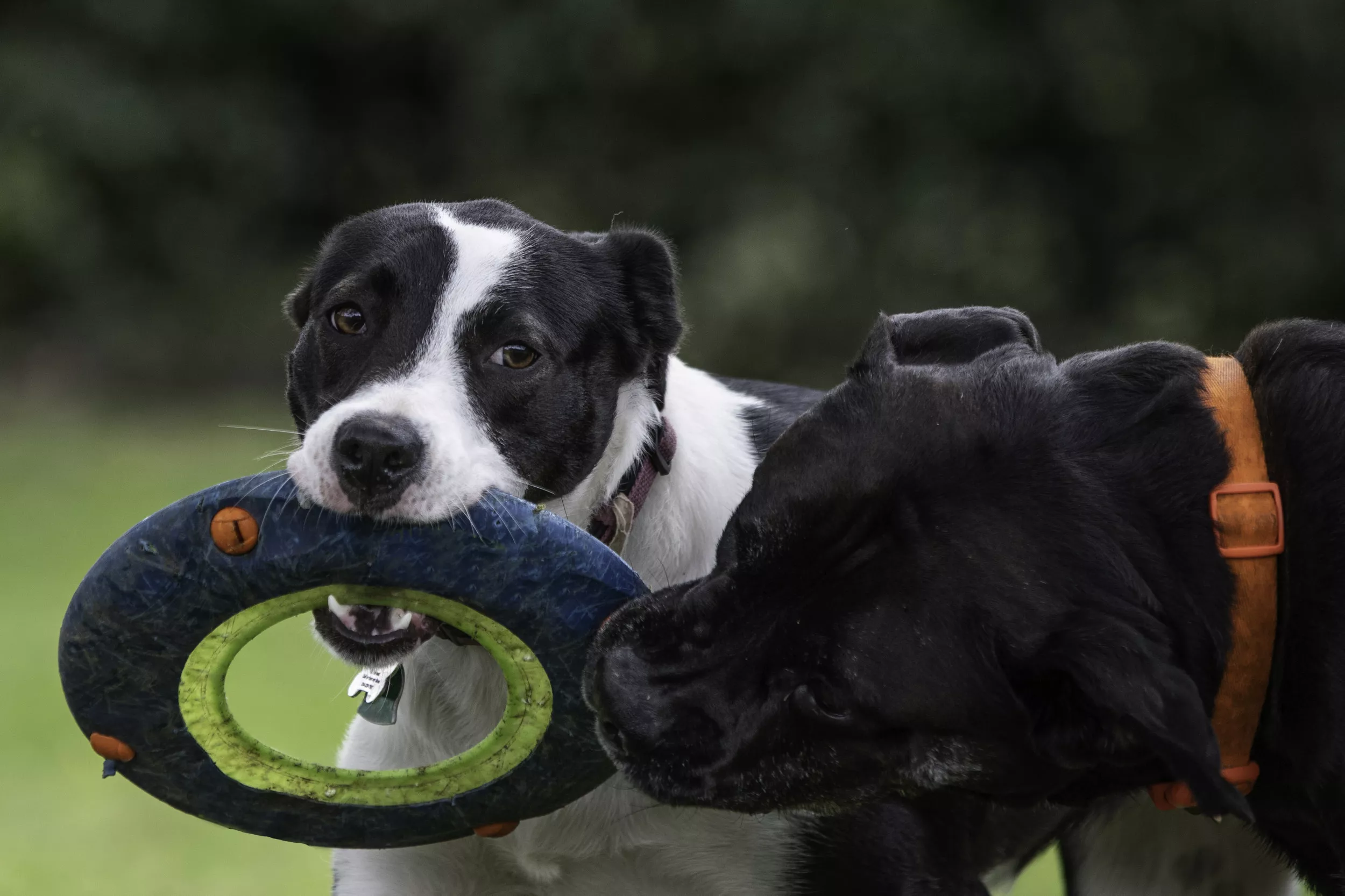 German Shepherd Choosing His Frisbee Over Playing With Dog Melts Hearts - Vimarsana News