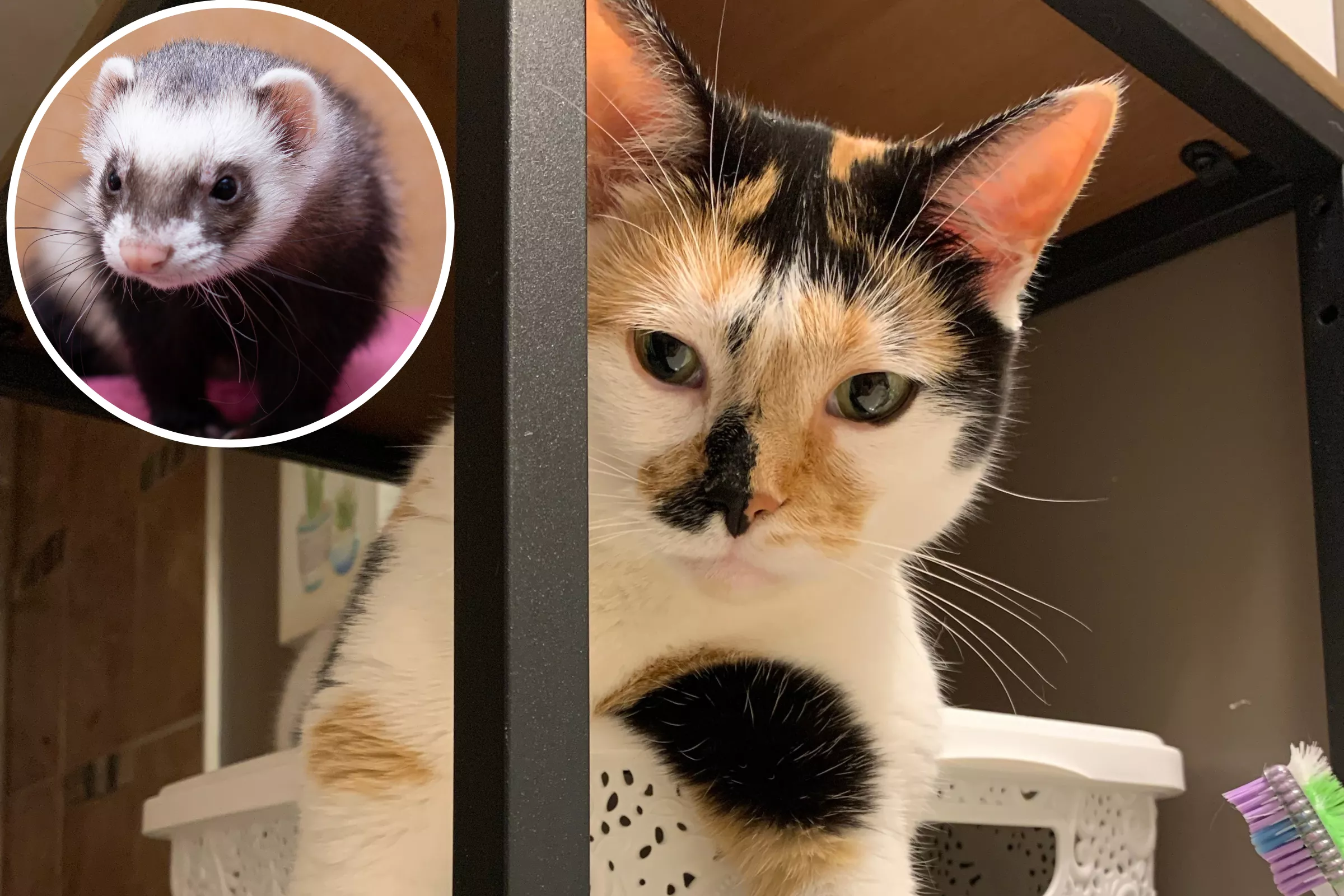 Man Shocked as Cat Brings Home Someone's Pet Ferret to Play: 'Unbelievable' - Vimarsana News